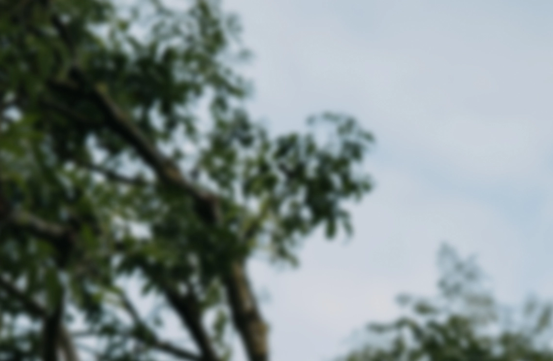 Unscharfe Baumkronen vor hellem Himmel, stimmungsvolles Headerbild